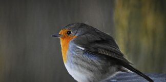 Jaka gra dla 12 latki? Jaka gra dla 12 latki?