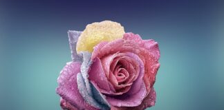 Czym się różni strona internetowa od aplikacji?