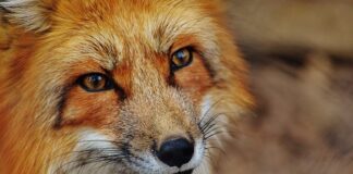 Jak animować? Jak animować?