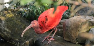 Czy można być rezydentem podatkowym w obu krajach? Czy można być rezydentem podatkowym w obu krajach?