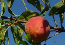 Co to jest natywna aplikacja? Co to jest natywna aplikacja?