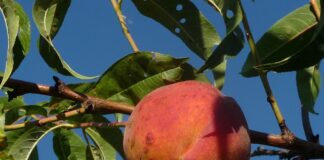 Co to jest natywna aplikacja? Co to jest natywna aplikacja?