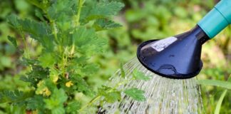 Co zrobić aby nie zalać brzucha na masie? Co zrobić aby nie zalać brzucha na masie?