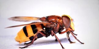 Jak korzystać z zooma na komputerze?