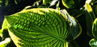 Jak zrobić hosta na zoomie? Jak zrobić hosta na zoomie?