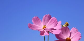 Czego nie umieszczamy w CV?