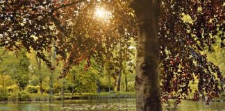 Jak ćwiczyć żeby się Wyrzeźbić?