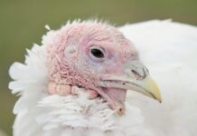 Nowoczesne urządzenia do uboju drobiu w ubojniach indyków Nowoczesne urządzenia do uboju drobiu w ubojniach indyków