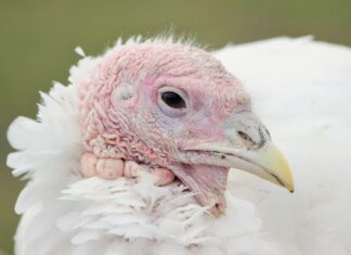 Nowoczesne urządzenia do uboju drobiu w ubojniach indyków