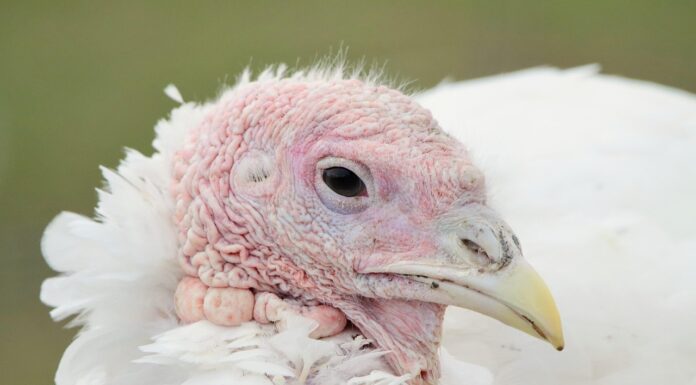 Nowoczesne urządzenia do uboju drobiu w ubojniach indyków Nowoczesne urządzenia do uboju drobiu w ubojniach indyków